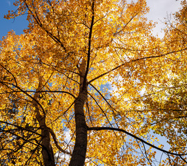 Yellow fall leaves in bright sunshine in Alberta, Canada under blue skies and white clouds