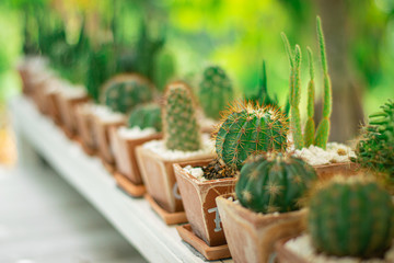 soft focus of green cactus plants