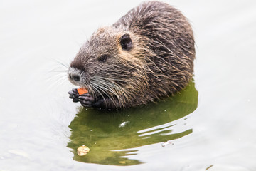 Coypu eating carrots in the water at the pond shore