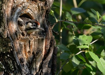 junger Specht guckt aus dem Nest