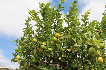 Lemon tree in the garden, Australia