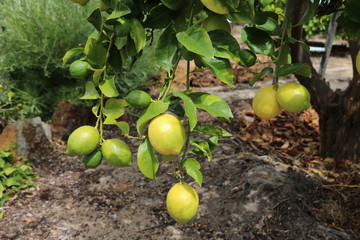 Lemons in the garden, Australia