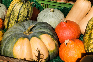 Pumpkins Different Colors in the Sunlight