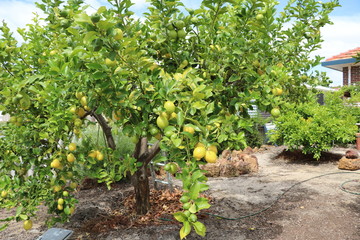 Lemon tree in the garden, Australia