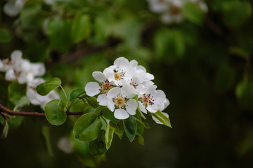 white flowers of apple tree