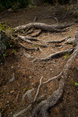 Fototapeta na wymiar A place in forest, where tree roots are sticking out from the ground