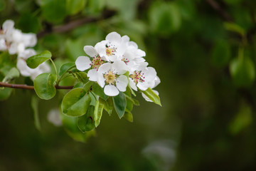 blooming apple tree