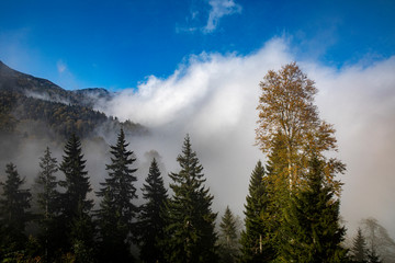 yellow and red  colors of autumn