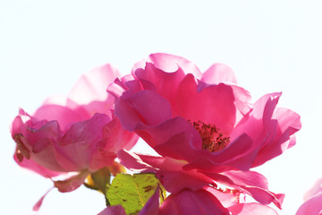 Backlit imperfect pink roses
