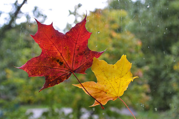 An autumn leaf stuck to the windowpane. Raindrops running on the glass. Autumn mood.