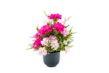 Pink carnation flowers in black vase, isolated on white