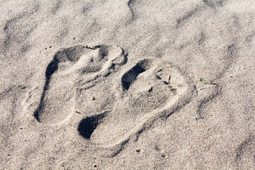 footsteps of bare feet on a sandy beach