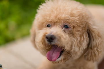 Cute Dog poodle at park