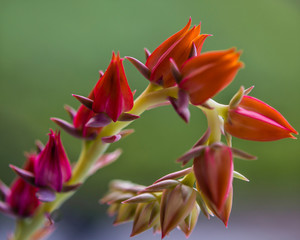 Fototapeta na wymiar Macro close-up of Echeveria Afterglow succulent. Red buds on green background with selective focus
