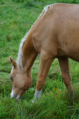 Ein grasendes hellbraunes Pferd