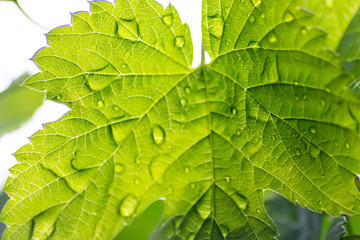Regentropfen auf einem Ahornblatt scheinen bei Sonnenlicht durch ein grünes Blatt und lassen die Blattadern und das Chlorophyll strahlend leuchten als Zeichen von Vitalität und Frische