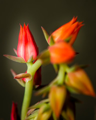 Naklejka premium Close up of budding Echeveria Afterglow Succulent with red buds against black background.