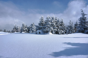 Snow-covered spruce forest in the Jizera Mountains, Poland.