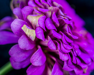 Close up abstract of Purple Zinnia Petals