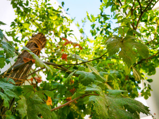 grape vine bottom to sky view