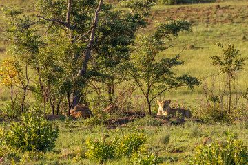 A female lion ( Panthera Leo) relaxing in the morning light in the savannah, South Africa.