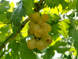 green bunch of grapes on the grape vine branch