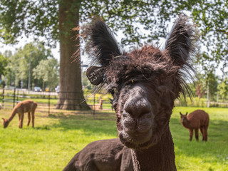 Freshly shaved alpaca (Vicugna pacos) in a green meadow, face to the front looking straight at you.