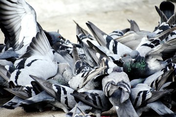 A Group of Pigeons in my ground