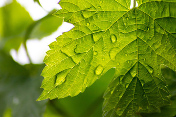 Regentropfen auf einem Ahornblatt scheinen bei Sonnenlicht durch ein grünes Blatt und lassen die Blattadern und das Chlorophyll strahlend leuchten als Zeichen von Vitalität und Frische