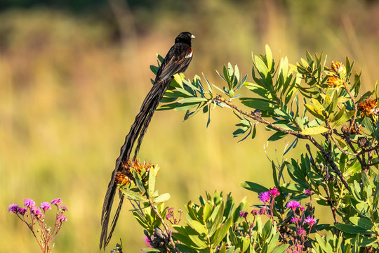 Long-tailed widowbird ( Euplectes Progne) sitting on a branch, Welgevonden, South Africa.
