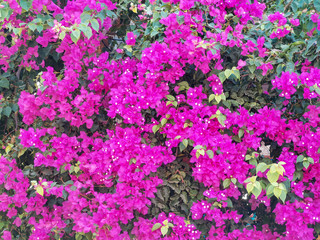 bougainvillea magenta pink purple flowers