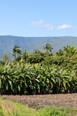 Fototapeta na wymiar Bananeraie à la Réunion