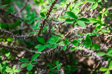 Thorn Bush with green leaves shallow depth of field