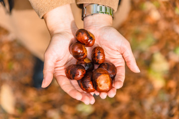 chestnuts in woman hands overhead view