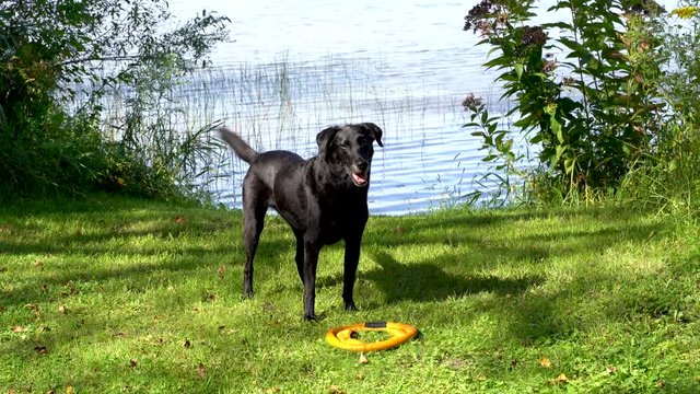 Black labrador retriever wags his tail waiting to play fetch with a frisbee toy