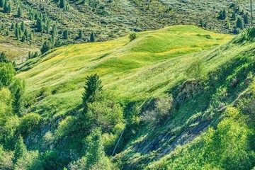 alpejskie łąki kwitnące na żółto w czerwcu, krajobraz alpejskich dolin w austriackim Tyrolu - obrazy, fototapety, plakaty