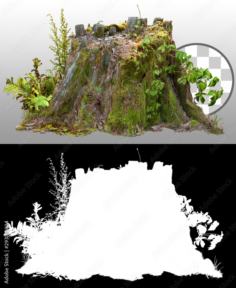 Fototapete cut out tree stump. old tree stub isolated on transparent background. dead tree. high quality clippi