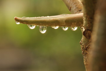 Drops on Pod of Adenium