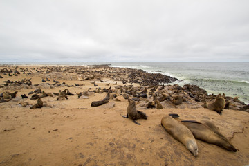 Cape Cross Seal Reserve  seal colony