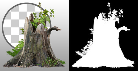 Cut out tree stump. Old tree stub surrounded by green foliage. Dead tree isolated on transparent background. High quality clipping mask for professional composition.
