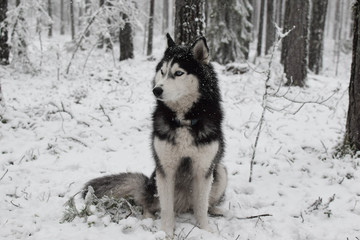 Purebred husky dog sits in a winter snowy forest, looks away. Portrait of a blue-eyed husky with a serious look.