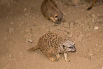 meerkat walking in search of food. Suricata suricatta