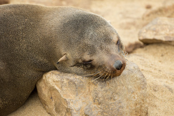 Cape Cross Seal Reserve  seal colony