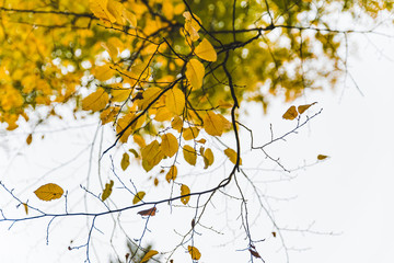 view of tree branch with yellow leaves autumn fall season