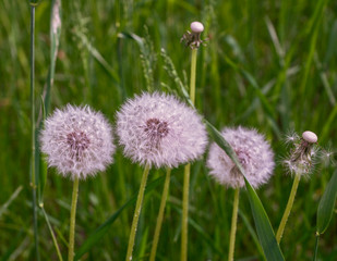 flowering dandelions in summer time