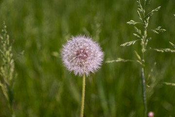 dandelion grows in the grass