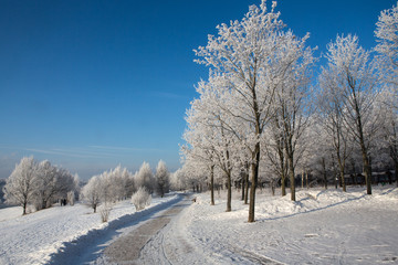 Obraz premium Trees covered with hoarfrost under a bright blue sky in a city park