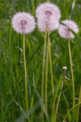 flowering dandelions on the lawn