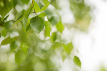 birch branch close-up