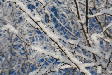 Hoarfrost covering tree twigs